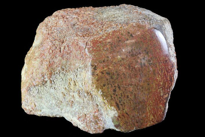 Polished Dinosaur Bone (Gembone) Section - Colorado #70062